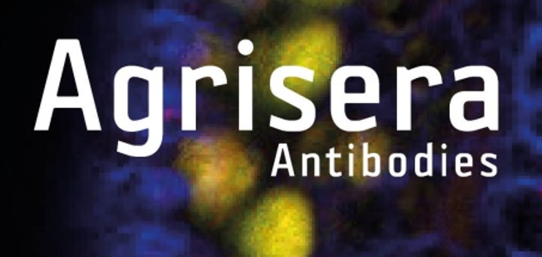 Agrisera植物细胞壁相关抗体，开学季促销啦！