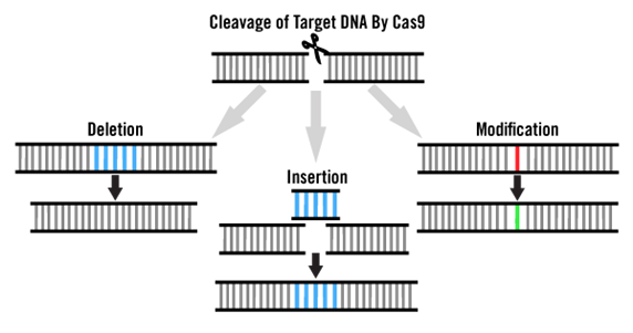 CRISPR Handles Multiple Types of Genome Modification Illustration