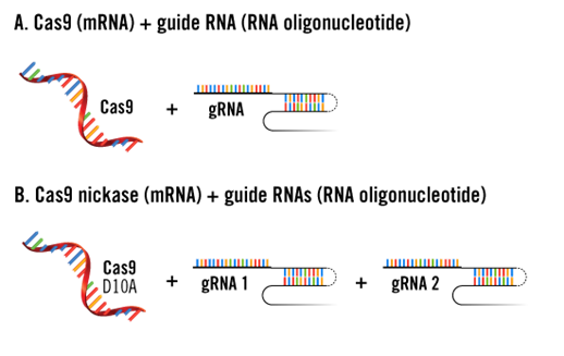 CRISPR mRNA and gRNA Delivery Approaches Illustration